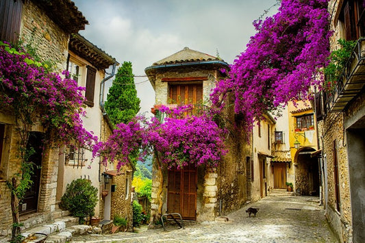 Summer in Provence