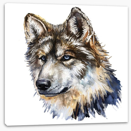 Wild wolf