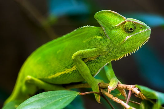 Reptiles / Amphibian