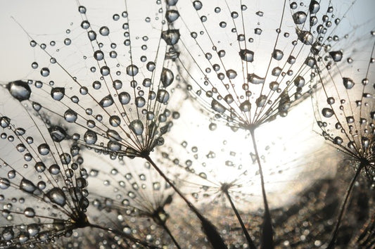 Dandelion dew drops