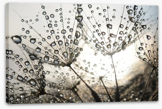 Dandelion dew drops