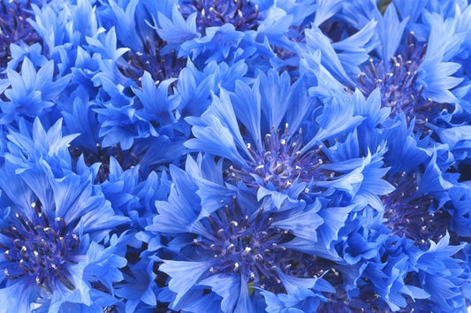Cornflower blue