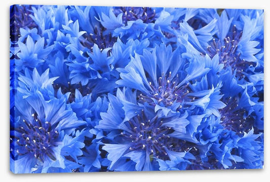 Cornflower blue