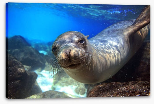 Sea lion smile
