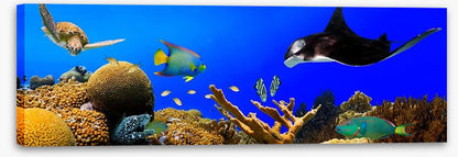 Ray in the reef