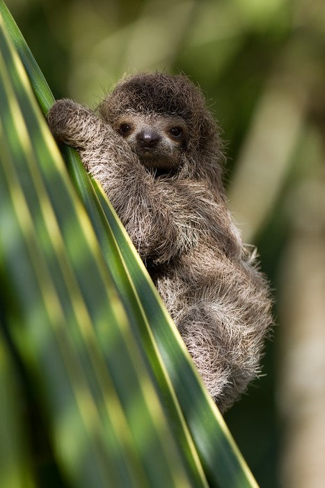 Baby three-toed sloth