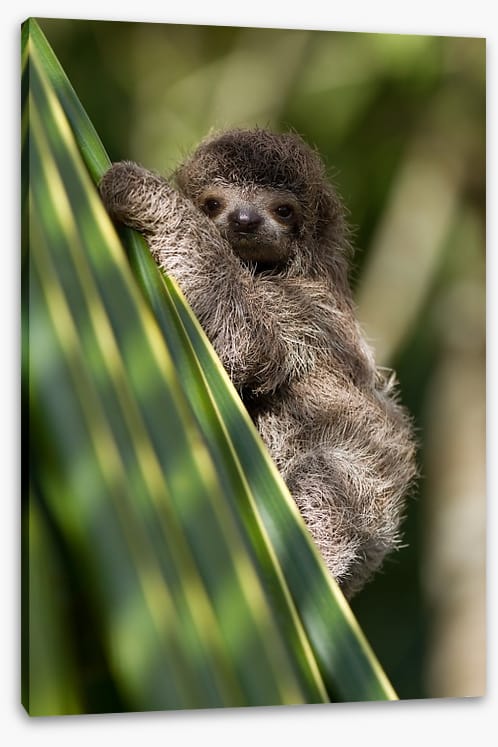 Baby three-toed sloth