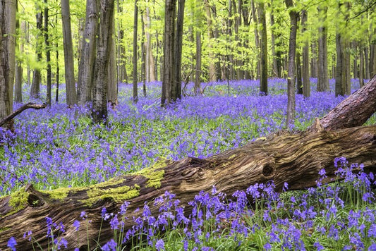 Vibrant bluebell forest