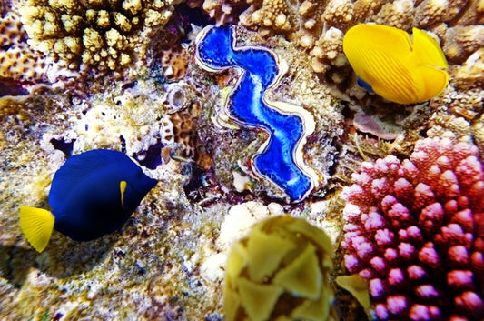 Deep in the coral