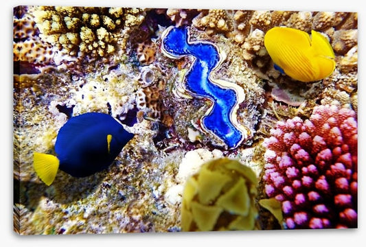 Deep in the coral