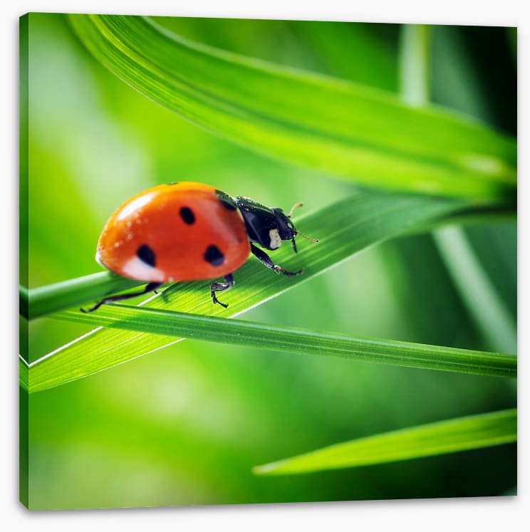 Insects