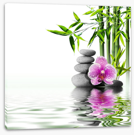 Orchid bliss