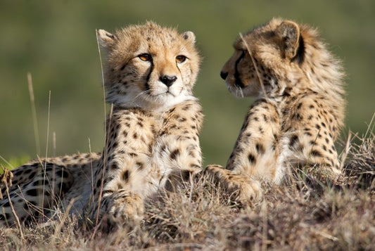 Cheetah brothers