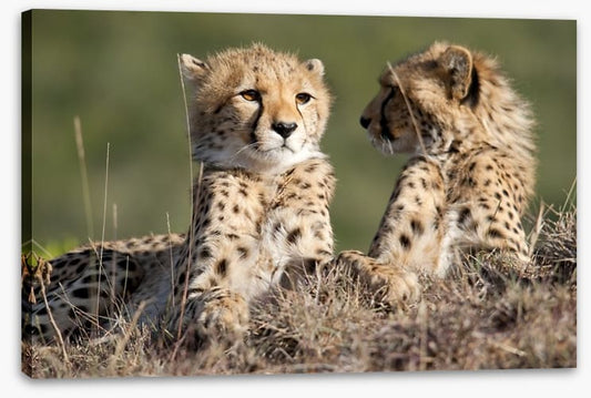 Cheetah brothers