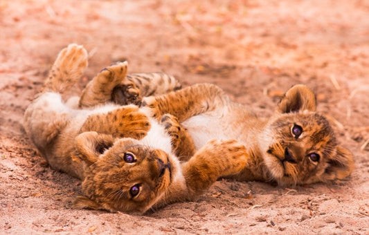 Playful lion cubs
