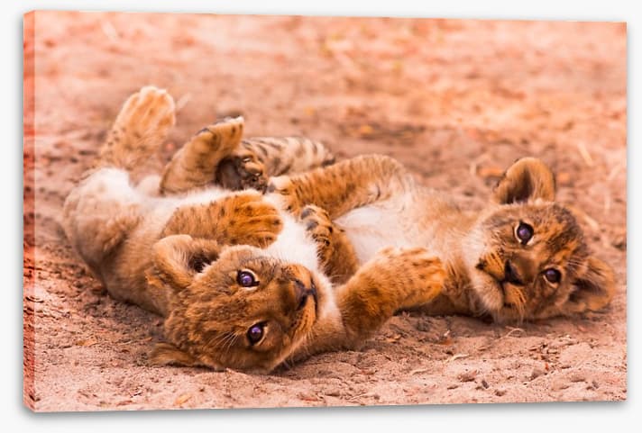 Playful lion cubs
