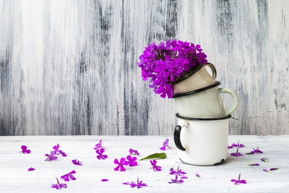 Still Life
