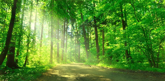 Sunbeam on the forest road
