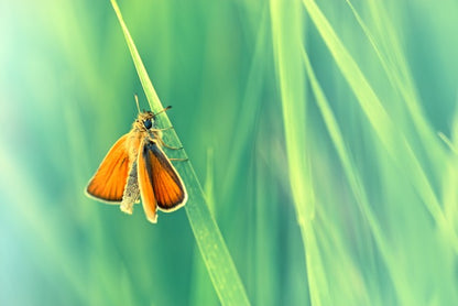 Butterflies