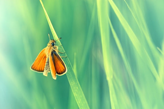 Butterflies