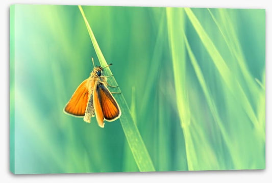 Butterflies