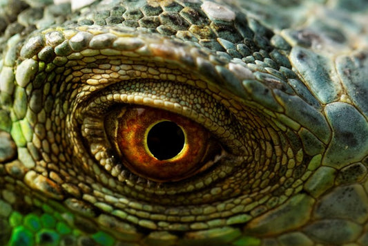 Reptiles / Amphibian