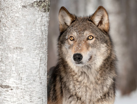 Grey wolf in the snow