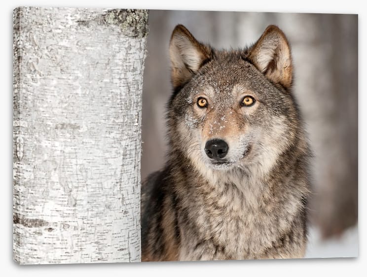 Grey wolf in the snow