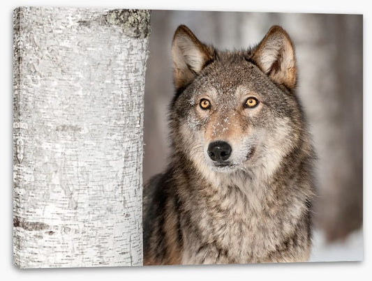 Grey wolf in the snow