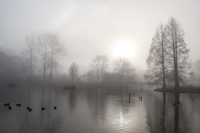 Silhouettes in the morning fog