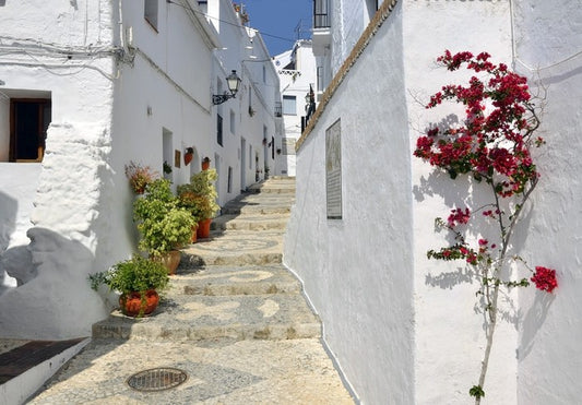 Bougainvillea against the whitewash