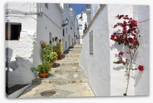 Bougainvillea against the whitewash