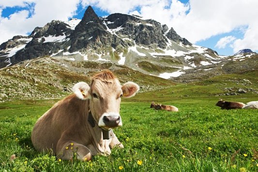 Til the cows come home