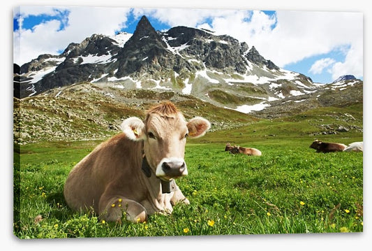 Til the cows come home