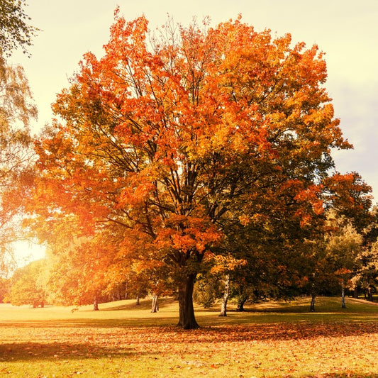 Autumn trees
