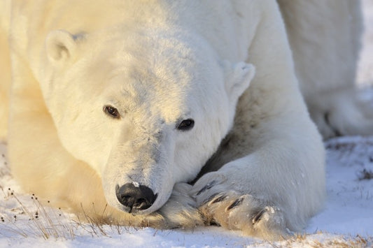 Peaceful polar bear