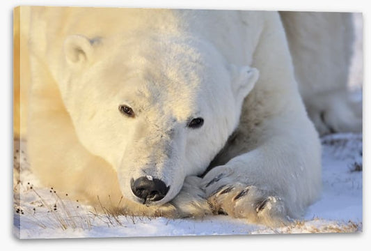 Peaceful polar bear