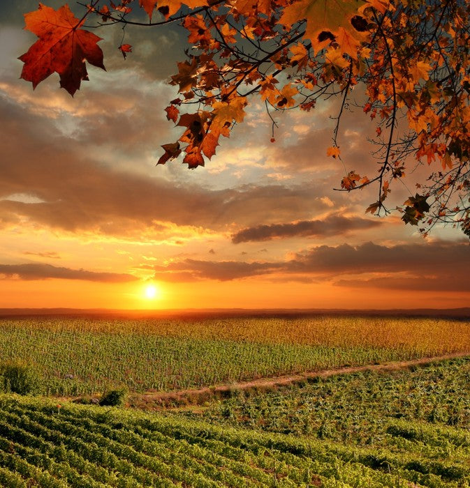 Sunset over the Chianti vines, Italy