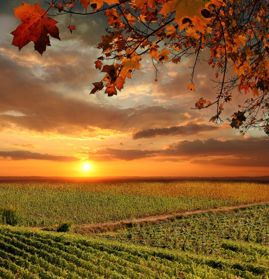 Sunset over the Chianti vines, Italy