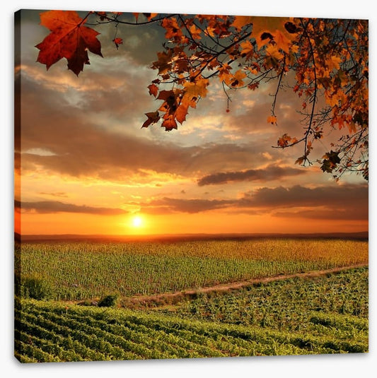 Sunset over the Chianti vines, Italy