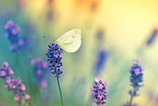 Insects