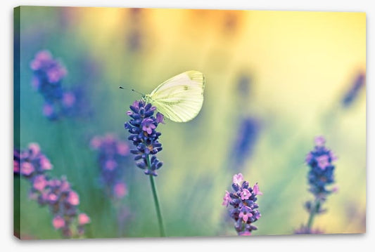 Insects