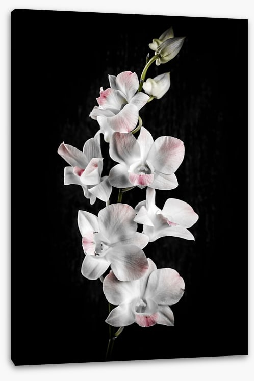 Orchid alone