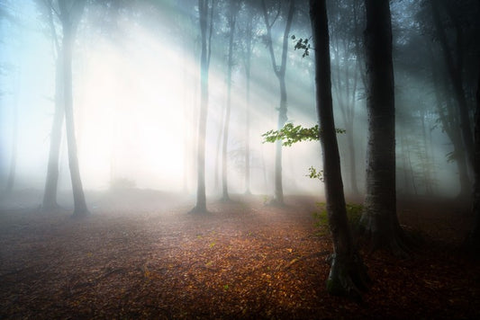 Fog in the forest