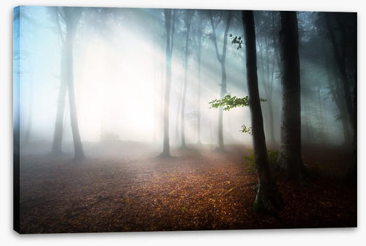 Fog in the forest