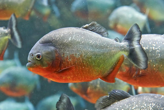 Fish / Aquatic