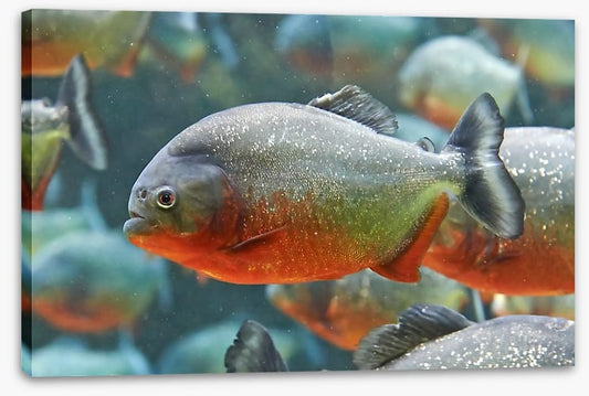 Fish / Aquatic