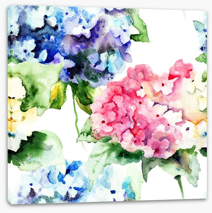 Hydrangea flowers