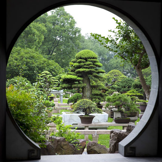 The bonsai garden