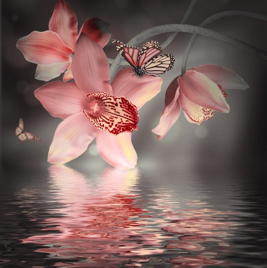 Orchid and butterfly reflections